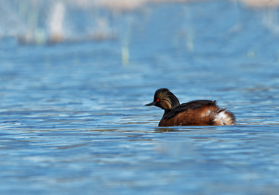 水生生態系統恢復技術