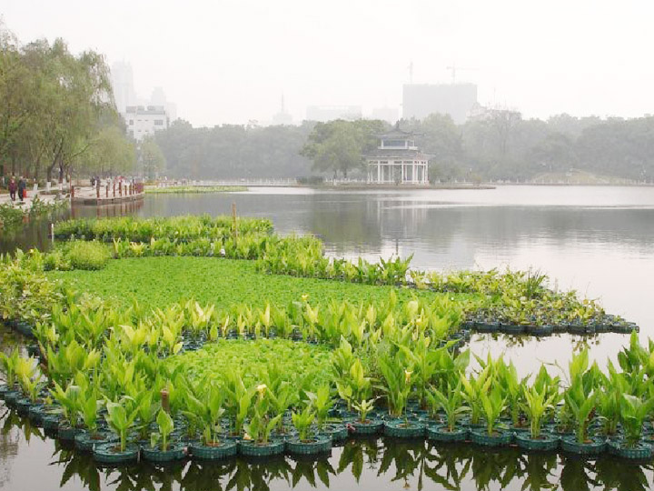 生態浮床（島）原位凈化技術